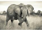 Komar Fototapet Elefant in savana