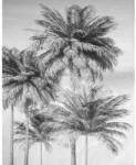 Komar Fototapet alb negru cu palmieri