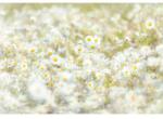 Komar Fototapet floral Margarete