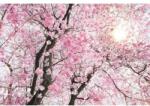Komar Fototapet floral Cires inflorit