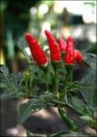  Лют червен пипер (Capsicum frutescens L. „Червен пръст)