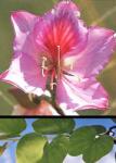  Пъстра баухиния (Bauhinia variegata)