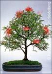  Калиандра, розово пухчеста пудра(Calliandra haematocephala)