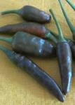  Hot Chocolate (Capsicum annum)