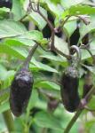  Purple Tiger (Capsicum chinense)