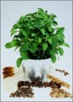  Стевиа, сладка трева(Stevia rebaudiana)