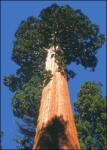  Гигантска секвоя (Sequoiadendron gigantea)