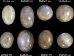  Pandantiv/Cabochon Piatra Lunii Rainbow Minerala Naturala Ovala cu Gaura - 22-31 x 18-25 x 7-10 mm - 1 Buc