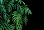 Consalnet Zöld trópusi levelek fekete háttéren poszter, fotótapéta (256 x 184 cm) (C1-14549P4)