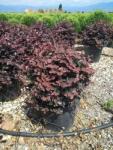Ragyogás IM Kft Kínai Rojtosvirág - Loropetalum Chinense Black Pearl