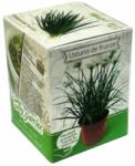 Yurta Kit Plante Aromatice Usturoi frunza (HCTA01840)