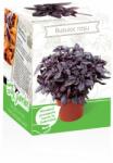Yurta Kit Plante Aromatice Busuioc rosu (HCTA01837)