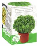 Yurta Kit Plante Aromatice Busuioc grecesc (HCTA01839)