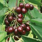 Pom Fruct Cires Regina - Pachet 10 bucati (PF)