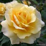 Kordes® Роза Sunny Sky® (Eleganza® Colection)