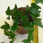  Szobaborostyán - zöld (Hedera sp. )