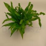  Madárfészekpáfrány (Asplenium nidus)