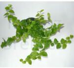  Kapaszkodó fikusz/ámpolna fikusz (Ficus pumila)