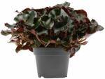  Begónia ‘very black jungle’ (Begonia erytrophylla)