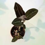  Ékszerorchidea (Ludisia discolor) (S- méret)