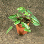  Pajzspáfrány (Hemionitis arifolia)