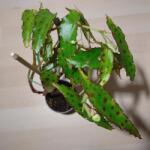  Begónia - Begonia amphioxus