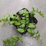  Solanium sp. (rendkívül könnyen tartaható, gyors növésű)