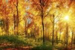  Őszi erdei tájkép poszter tapéta 375*250 cm (MS5-0067)