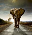  Elefánt az úton, poszter tapéta 225*250 cm (MS-3-0225)
