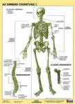 Stiefel Tanulói munkalap, A4, Az emberi csontváz - patronbolt