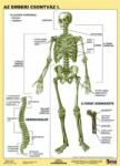 Stiefel Tanulói munkalap, A4, STIEFEL "Az emberi csontváz (275707) - nyomtassingyen