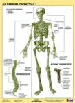 STIEFEL Tanulói munkalap, A4, STIEFEL "Az emberi csontváz (VTM20) - onlinepapirbolt