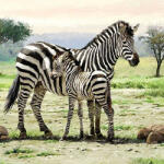 Ambiente Zebras papírszalvéta 33x33cm, 20db-os - perfectodekor
