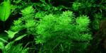 INVITAL Limnophila sesiliflora (IN-VITRO pohár Ø 7 cm)