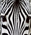  Zebra, poszter tapéta 225*250 cm (MS-3-0234)