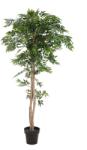EUROPALMS Ficus longifolia, mesterséges növény, 165cm (82506350)