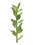 EUROPALMS Pénzfa hajtás mesterséges növény 30cm (82809010)