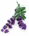 Click & Grow Lavender, capsule cu semințe și substrat 3 buc (SGR30X3)