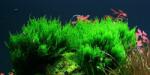 INVITAL Flame moss (Taxiphyllum sp. ) (IN-VITRO pohár Ø 7 cm)
