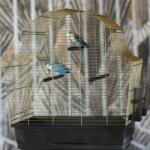 Inter-Zoo Pet Products Colivie pentru păsări Margot 3 Antique 60 x 34 x 65 cm