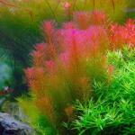 INVITAL Rotala wallichii (IN-VITRO pohár Ø 7 cm)