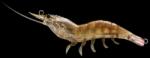 LiveTarget Shrimp Hybrid /914 Brow Shrimp wobbler műcsali