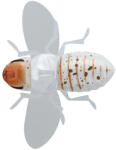 Jackall Bug Dog / White Shirohitori felszíni wobbler