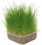 Nayeco Iarba pisicii Nayeco - 120g - shop4pet