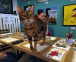  Akvarell élményfestés cicákkal a Cat Museumban