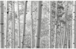 Komar Fototapet vlies SHX9-030 Aspen Forest 450x280 cm (SHX9-030)