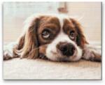  Gyémántszemes festmény - Szomorú kutya Méret: 40x50cm, Keretezés: Műanyagtáblával, Gyémántok: Kerek