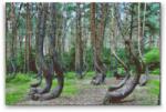  Gyémántszemes festmény - Görbe erdő, Lengyelország Méret: 40x60cm, Keretezés: Kartonlemezen, Gyémántok: Kerek
