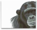  Gyémántszemes festmény - Csimpánz Méret: 30x40cm, Keretezés: Keret nélkül (csak a vászon), Gyémántok: Négyzet alakú