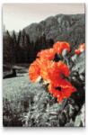  Gyémántszemes festmény - Mák a hegyen Méret: 40x60cm, Keretezés: Műanyagtáblával, Gyémántok: Négyzet alakú